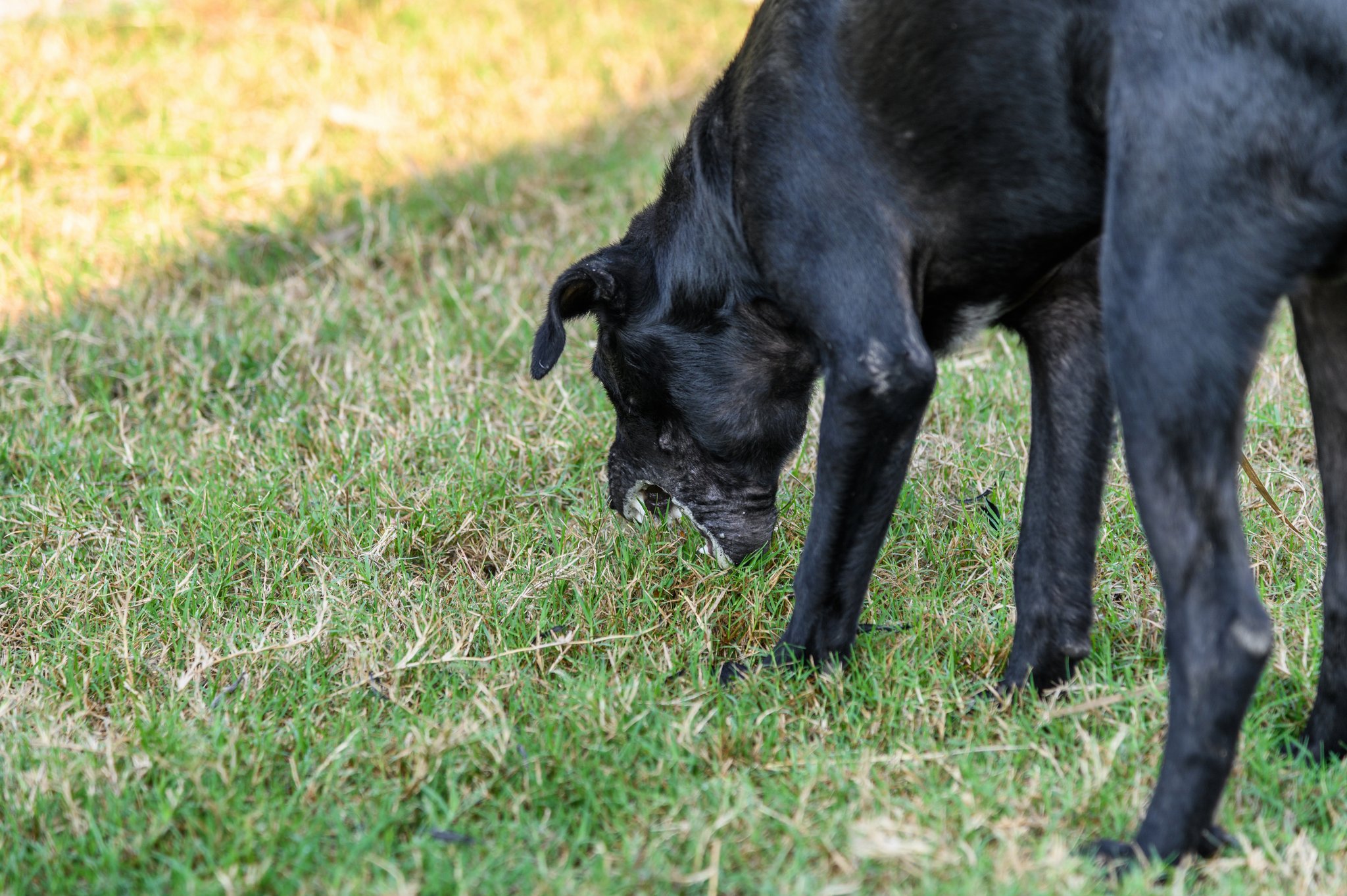 Anti-Giftköder-Training für Hunde