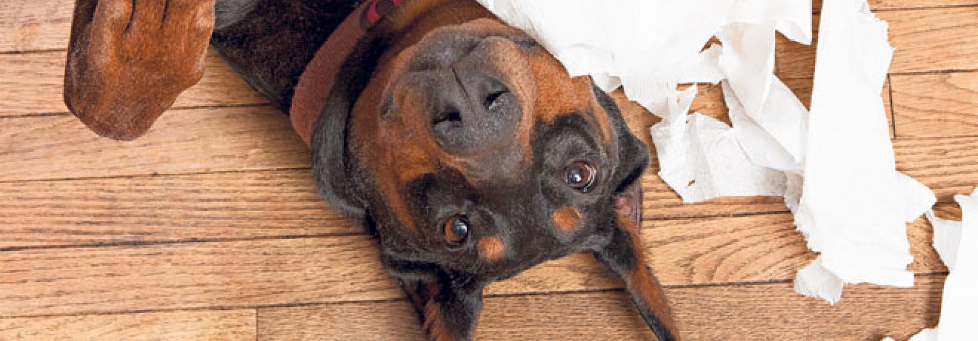 hund-pubertaet.jpg