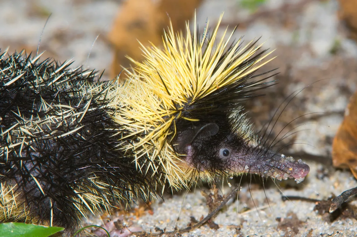 shutterstock_1644137029 Der Streifentenrek: Stachelträger aus Madagaskar