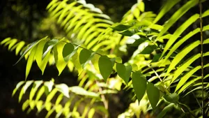 Der Götterbaum (Ailanthus altissima) gehört laut der Baudirektion des Kantons Zürich zu den problematischen invasiven Pflanzen.
