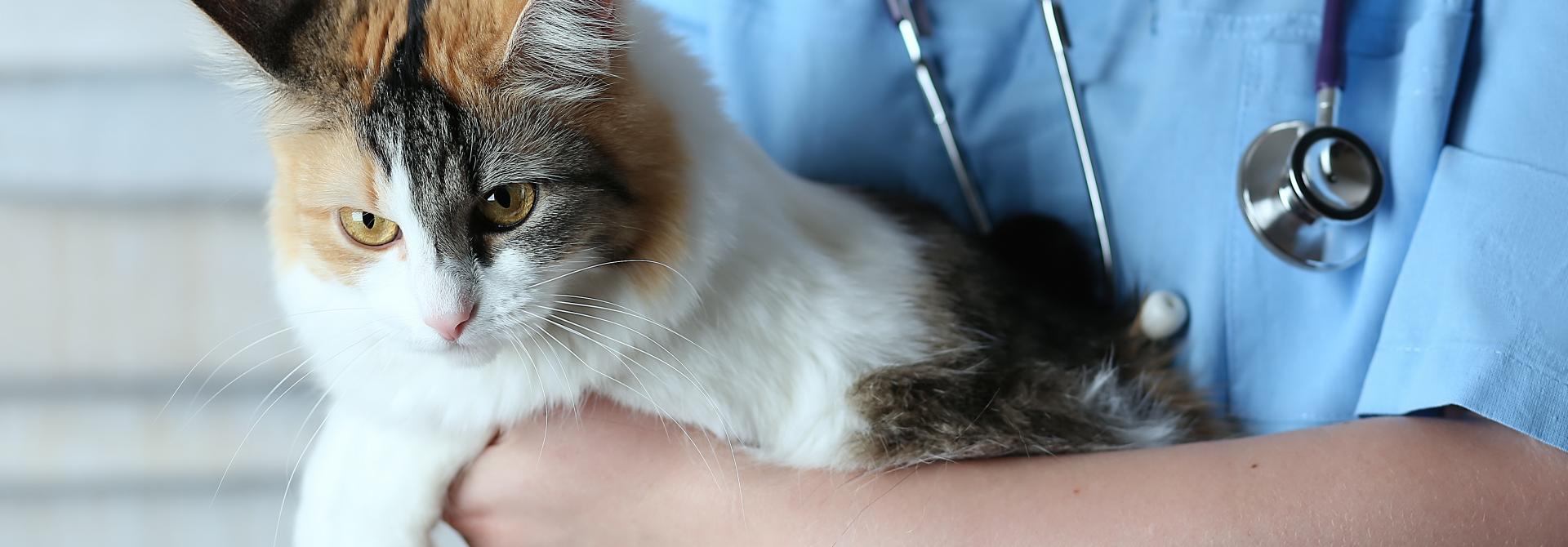 Katze beim Tierarzt