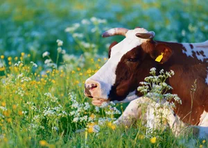 Die Fütterung aber auch die Haltung und Gesundheit beeinflussen die Fleisch- und Milchqualität.