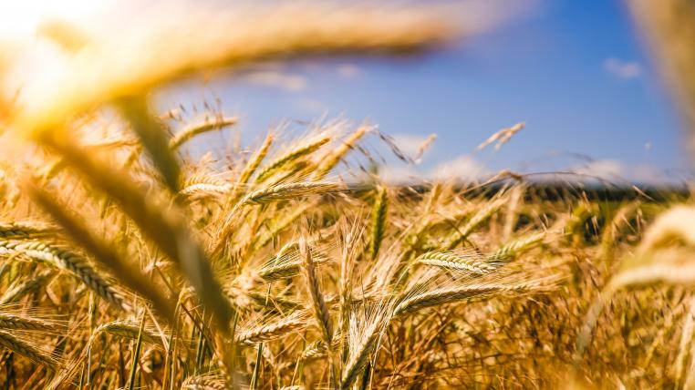 Landwirtschaft ohne Pestizide