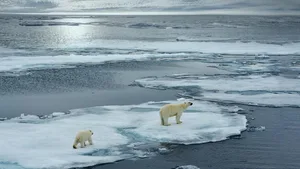 Die Eisbären der Arktis müssen sich auf immer dünnerem Eis bewegen.