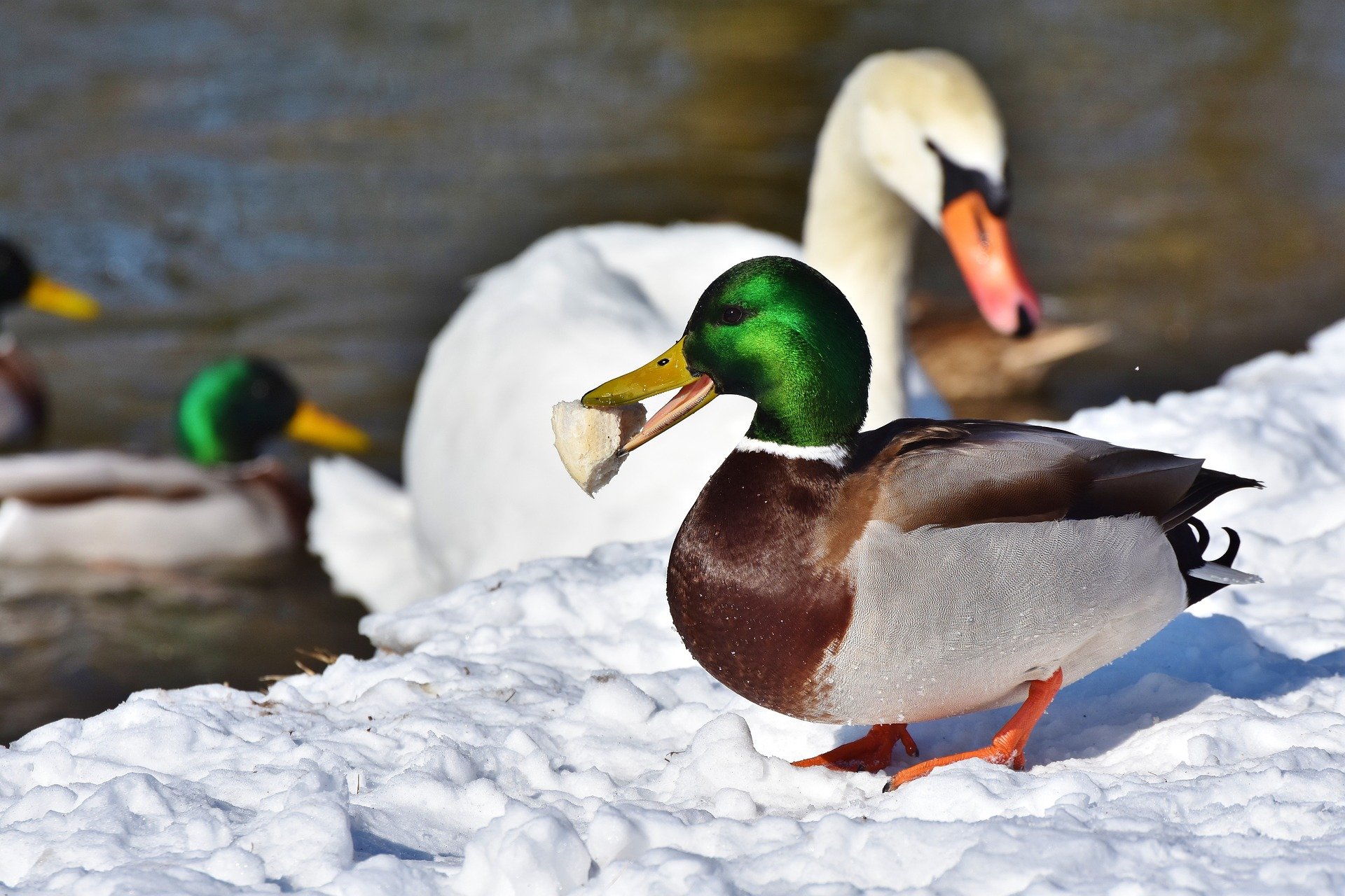 Ente mit Brot