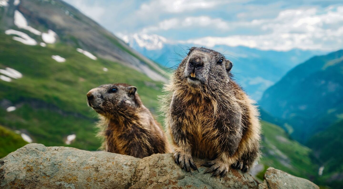 Murmeltiere, die ihre Baue an Wanderwegen anlegen, können zutraulich werden.