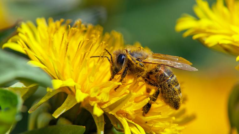 Biene voller Pollen auf Löwenzahn