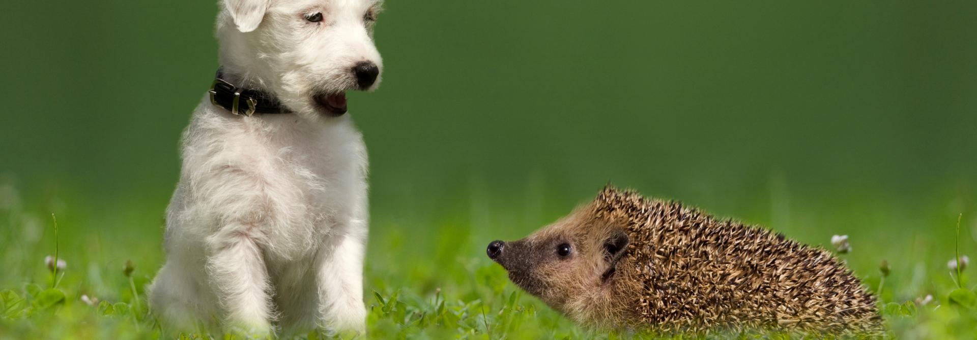 Hund und Igel
