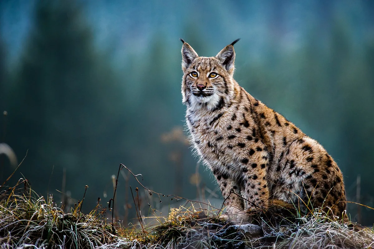 shutterstock_705339076 Der Luchs: Grosse Wildkatze mit Pinselohren