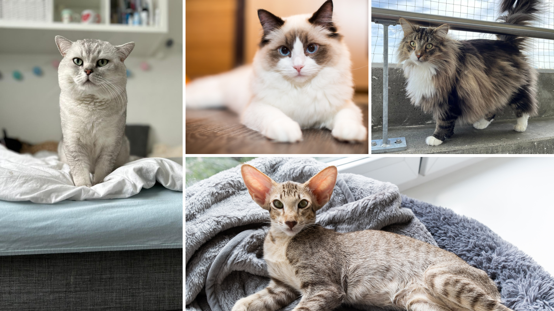 Testen Sie Ihr Katzen-Wissen im Quiz