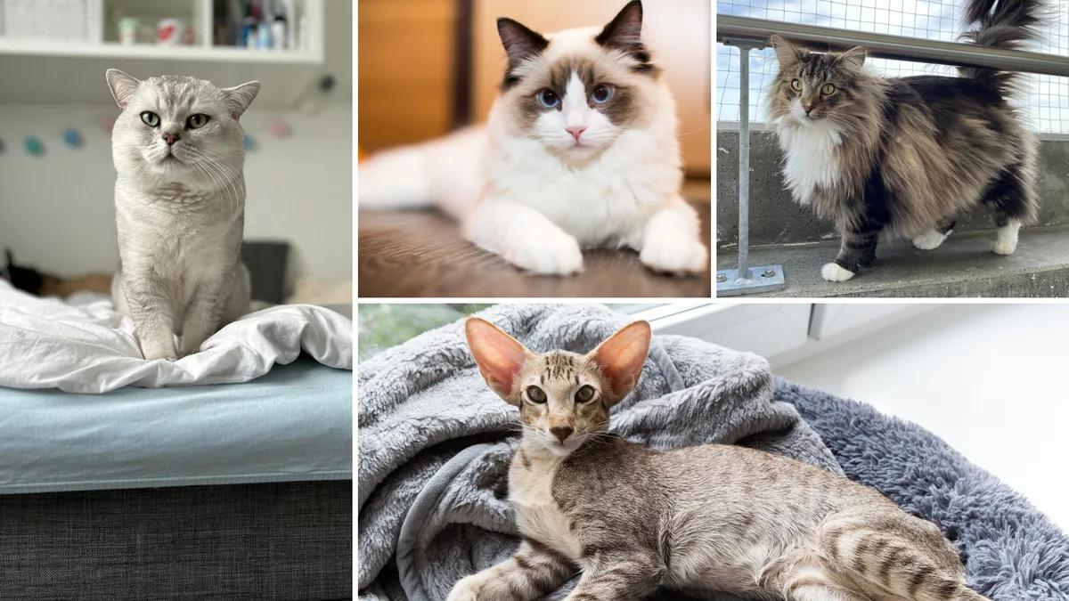 Artikelbild_TierWelt_katzen Testen Sie Ihr Katzen-Wissen im Quiz