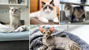 Zu welcher Rassen gehören die verschiedenen Katzen?