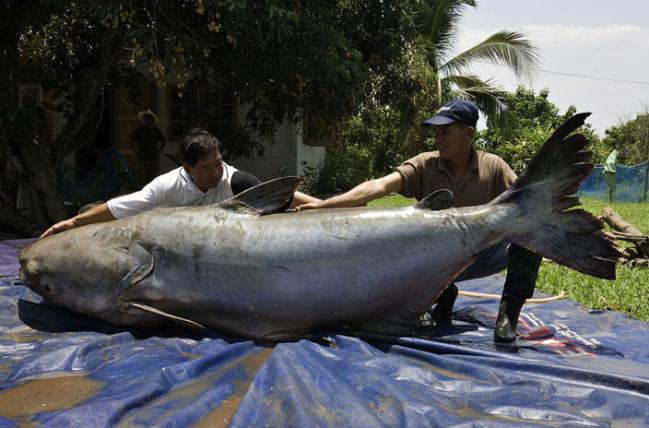 1mekong_riesenwels_wwf.jpg
