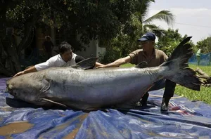 Der Mekong-Riesenwels ist gemäss WWF zu gross, um über eine Fischtreppe einen Staudamm zu überwinden.
