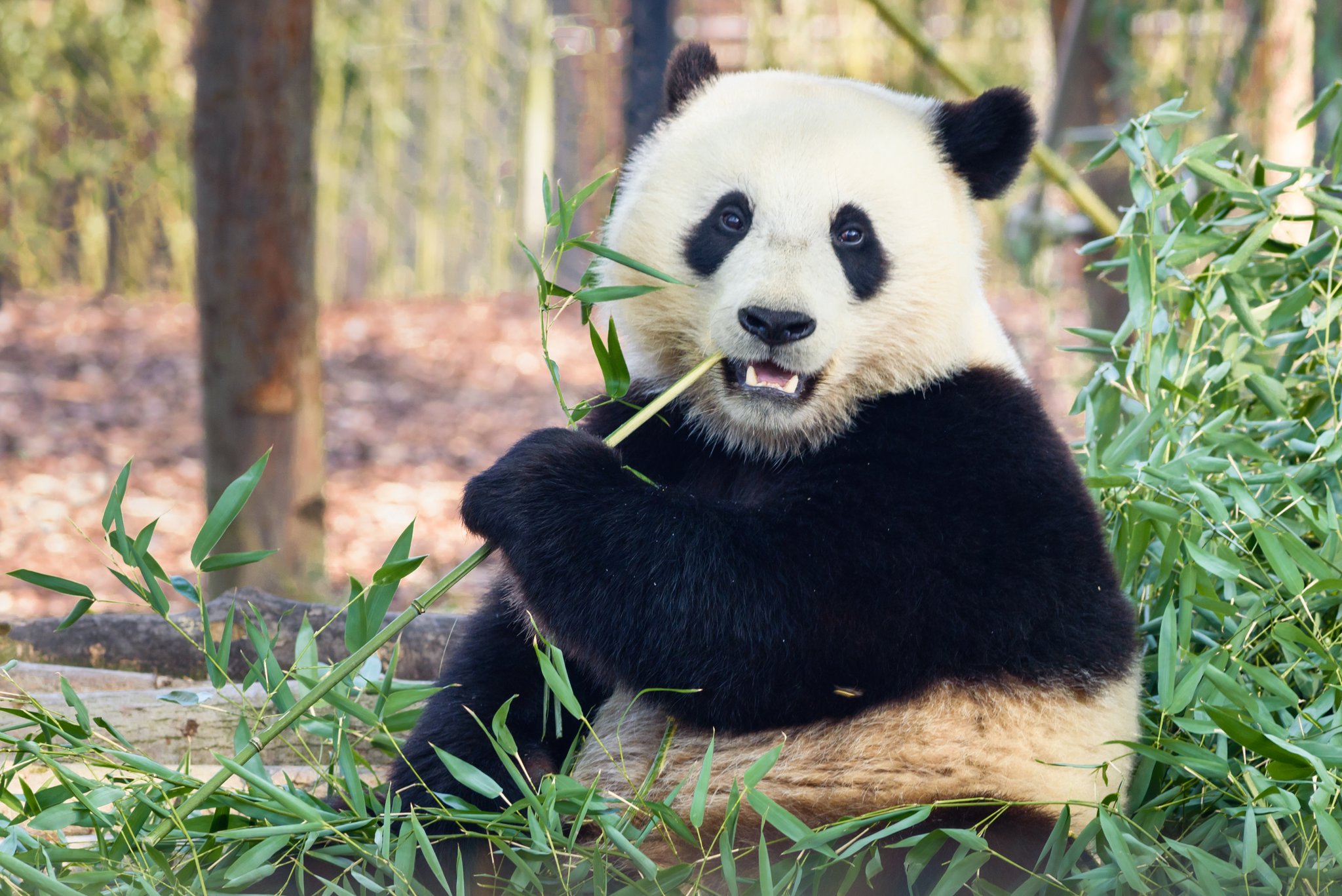 Warum der Panda nur Bambus mampft
