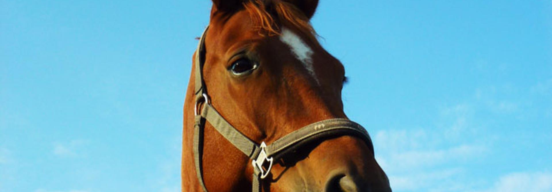 pferd-ohren.jpg