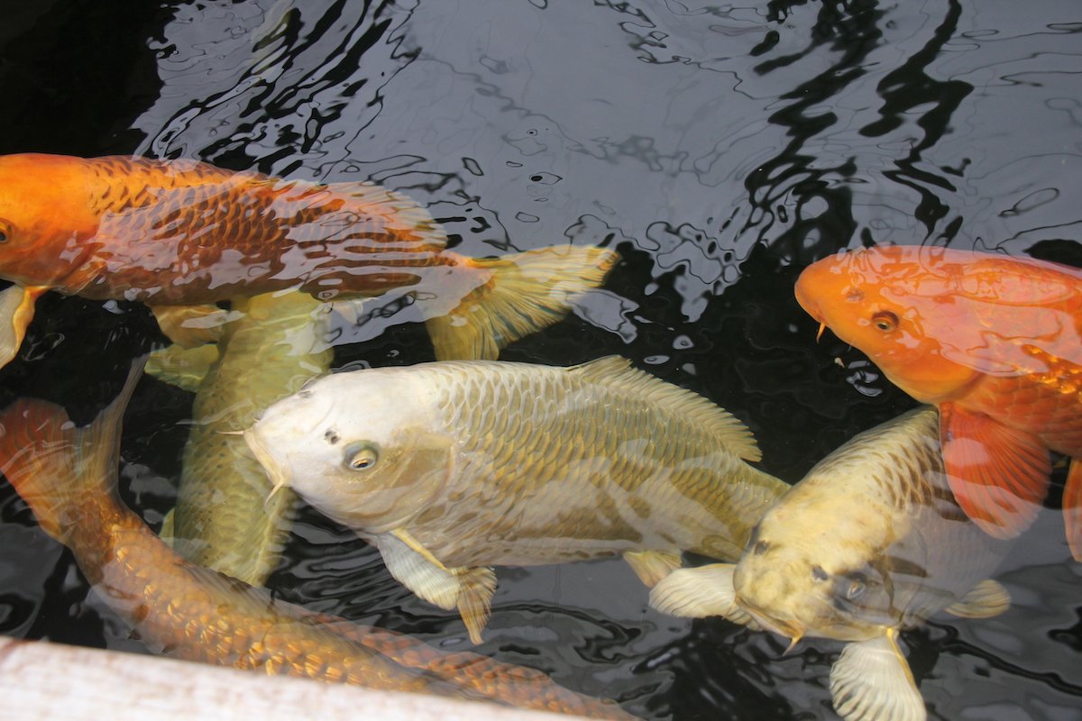 Fische im Gartenteich