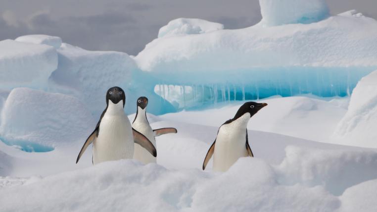 Adelie-Pinguine in der Antarktis