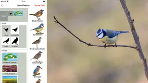 Vogel gesehen – und schnell bestimmt: Die App von BirdLife ist leicht zu bedienen.