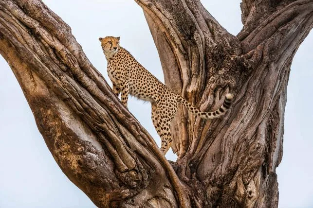 000b175a13441d003f79ddf525e2a1b1684927c3 01-gepard1.jpg