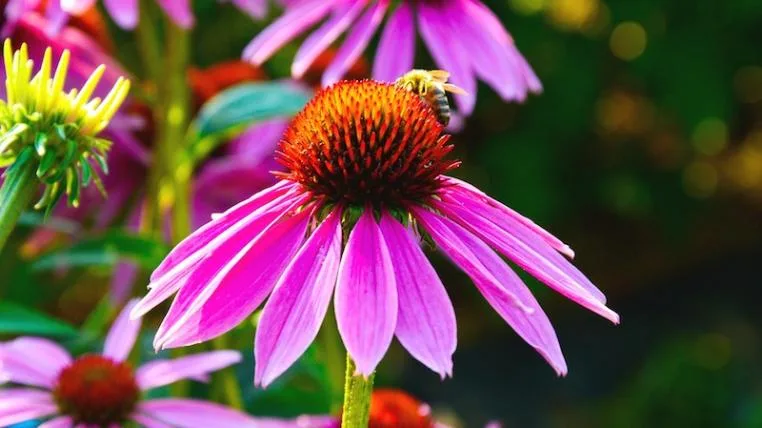 129321065a63d2dce936b3606edd9f98b07ff441 Biodiversität