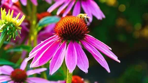 Klimawandel, Biodiversität und Landnutzung: In diesen Bereichen soll im Wyss Centre Bern geforscht werden.