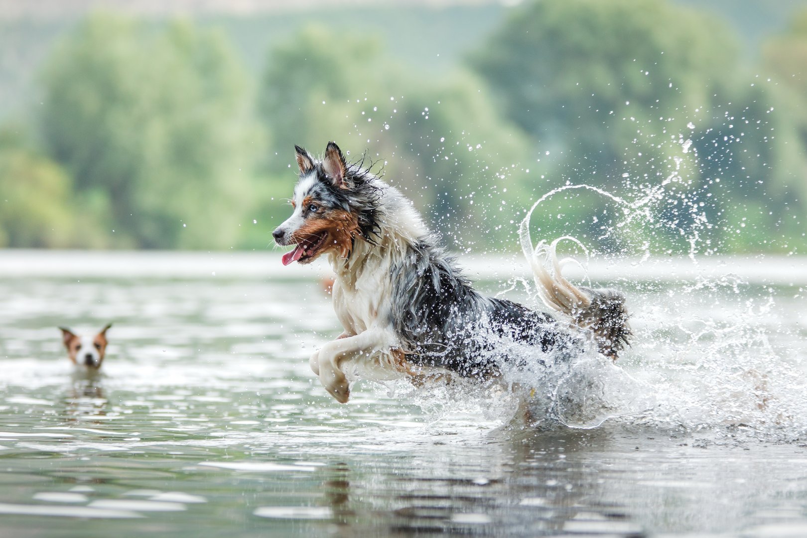 Hunde-Bade-Knigge