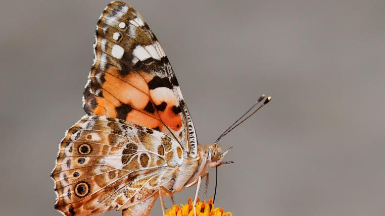 Schmetterling