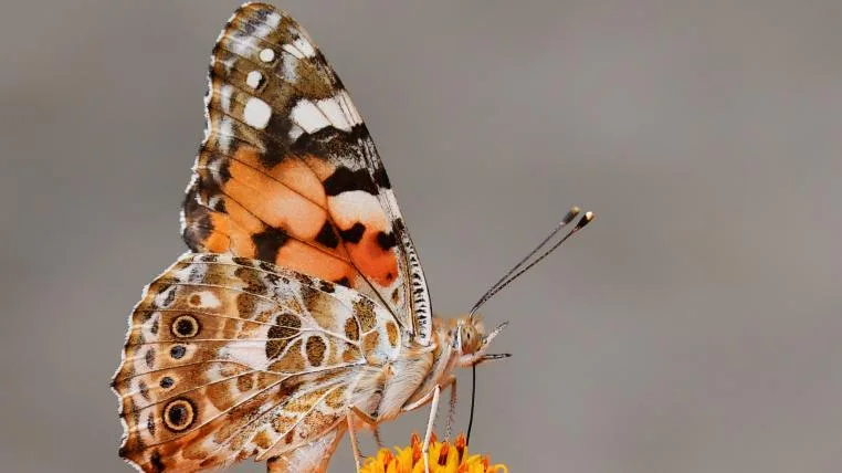 7947d0981be670b02f81f67f77db842d6b324e42 Schmetterling