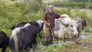 Erwin Bandli holte sich mit den genügsamen und berggängigen Yaks die grosse weite Welt zu sich nach Hause.
