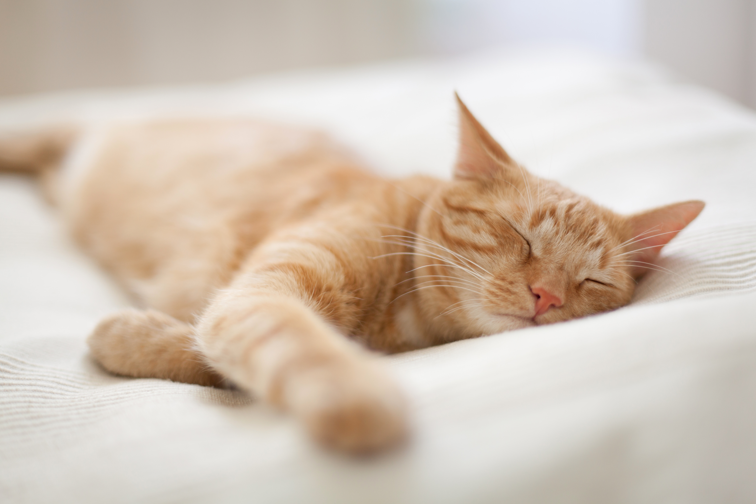 Was die Schlafposition über Ihre Katze verrät