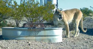 Auch Pumas erobern die Städte. In Kanada sorgen sie derzeit in Vancouver und Calgary für Aufsehen, da sie in immer dichter besiedelte Gebiete vordringen. In Los Angeles leben sie schon lange im Griffin Park, in dem sich das berühmte Hollywood Sign befindet. Die viertgrösste Raubkatze der Welt kann Menschen durchaus gefährlich werden. Seit 2001 kam es in Nordamerika zu drei tödlichen Puma-Attacken.