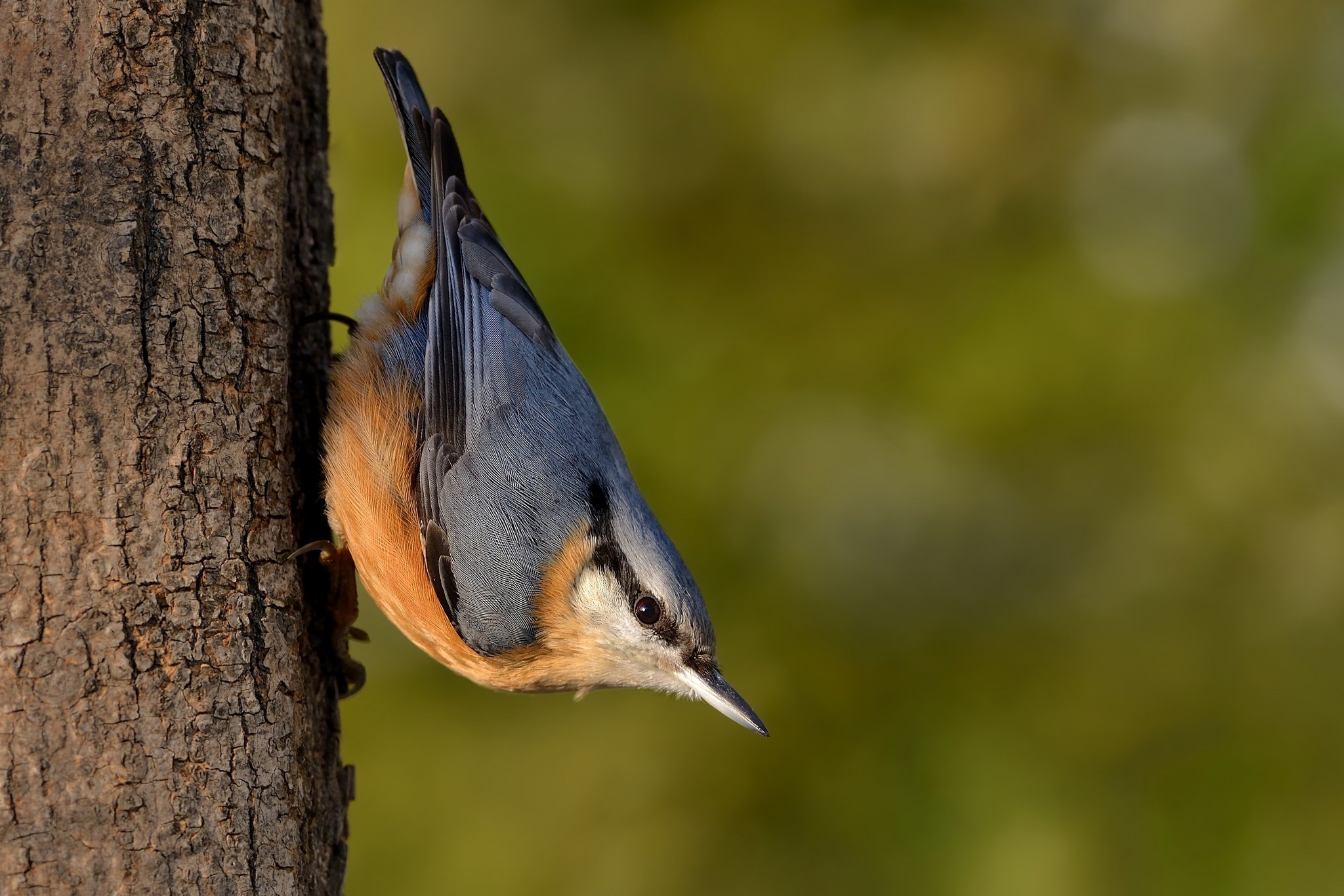 Der Kleiber: Kopfüber am Baum