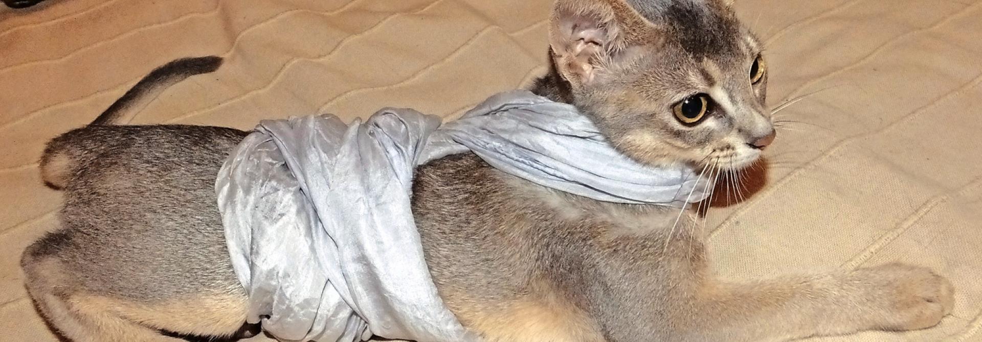Katze Thundershirt