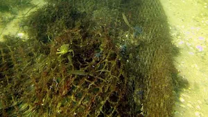 Testweise sollen Geisternetze mit einer Art Egge statt von Tauchern aus der Ostsee geholt werden.