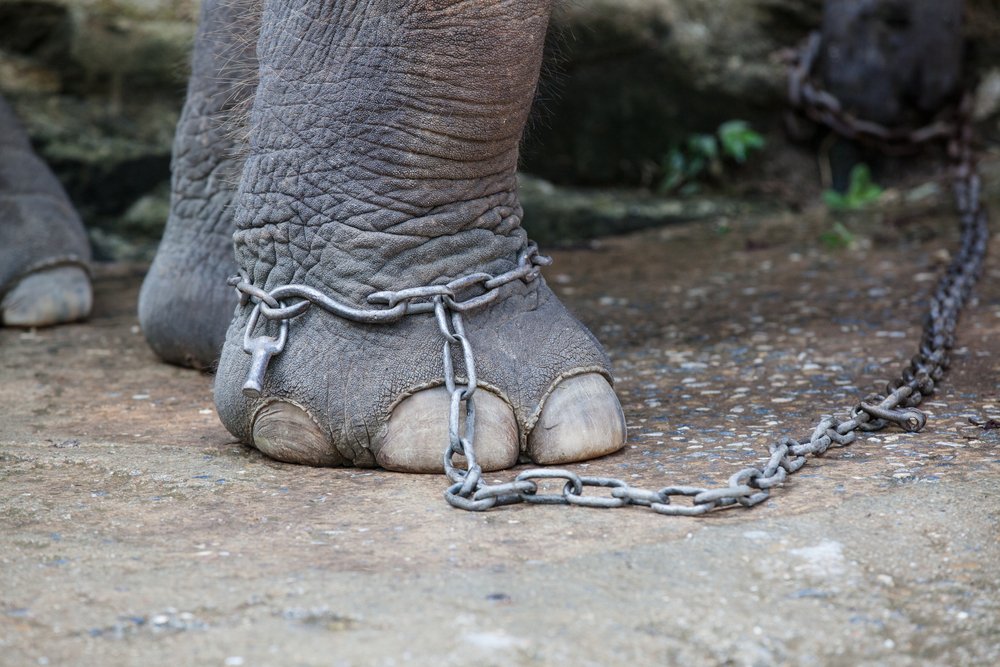 Angeketteter Elefant
