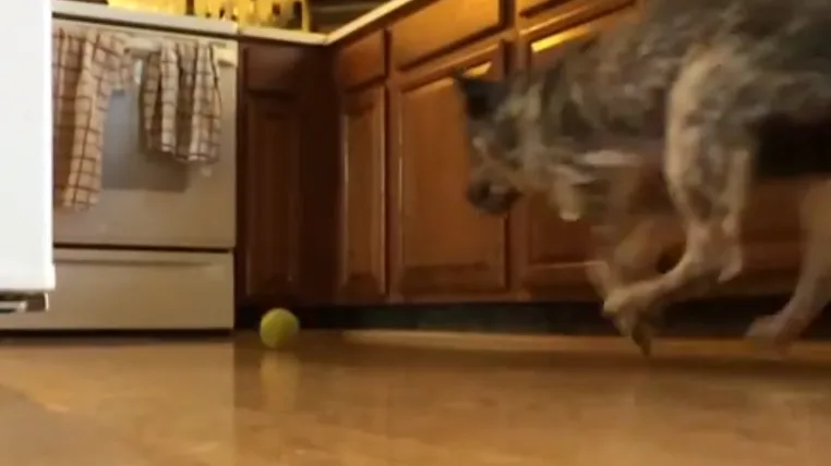 2155a3cd9b98a6ef248f3dd6a740f9eb73a5e923 ofenhund.png