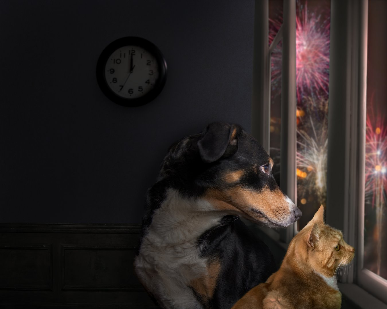 1. August: 20 Prozent mehr vermisste Katzen