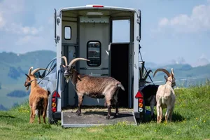 Die Geissen sind bereit und haben Bock auf Trekking.