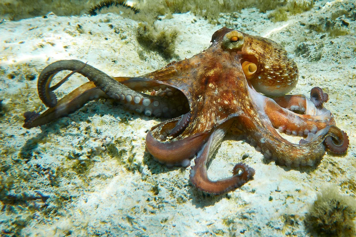 shutterstock_2031392483 8 interessante Fakten über Kraken