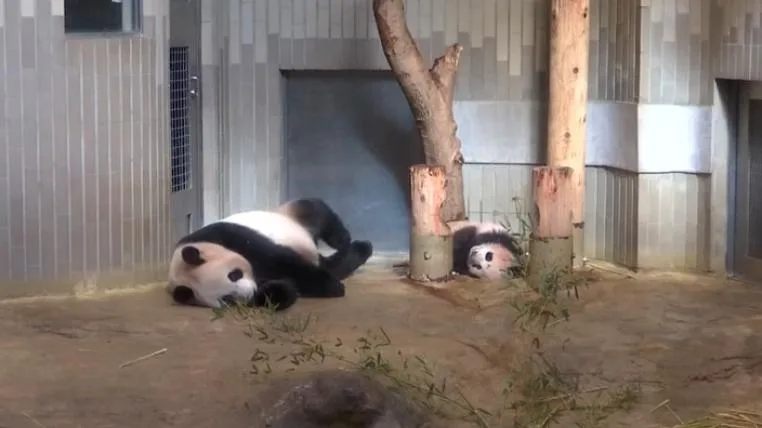 c670cf2e665f4c23dcbf12f755e46651e330f283 Pandababy Xiang Xiang mit Mutter Shin Shin