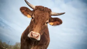 Die Politik sagt Nein zu Subventionen für horntragende Kühe.