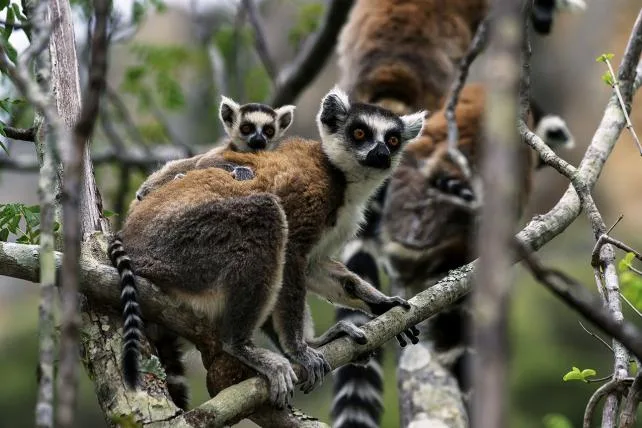 1640bb001390cff90452c3b0d239c03fc1065b44 01-madagaskar.jpg