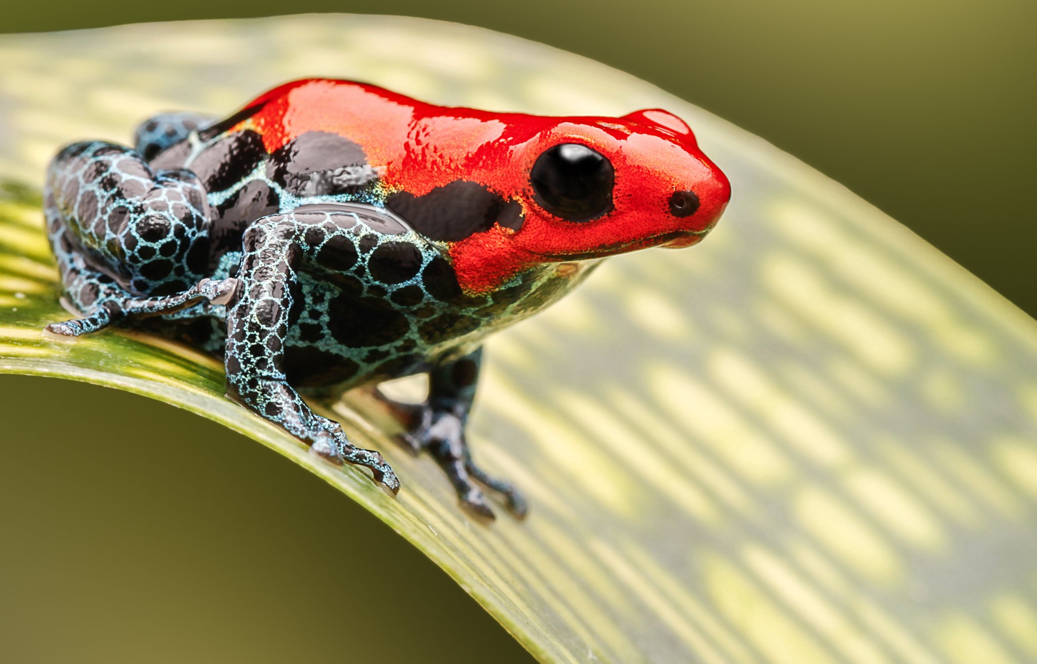 Die farbenfrohsten Tiere der Welt