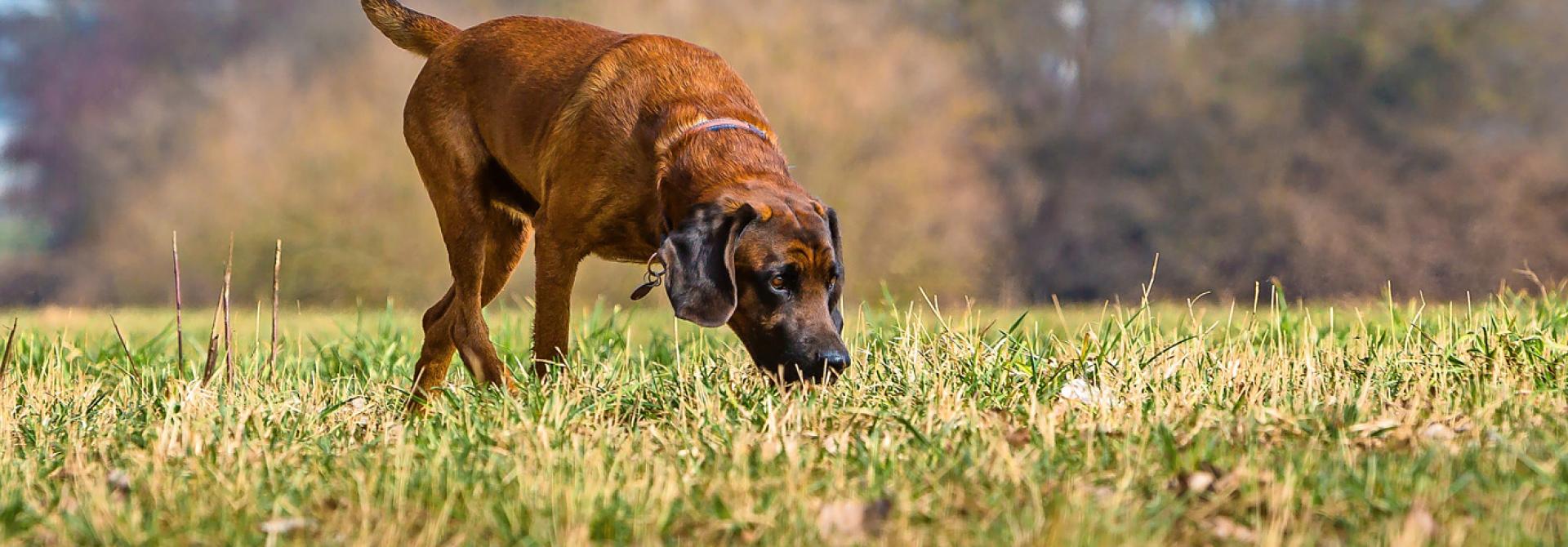 hunde-duftmarken.jpg