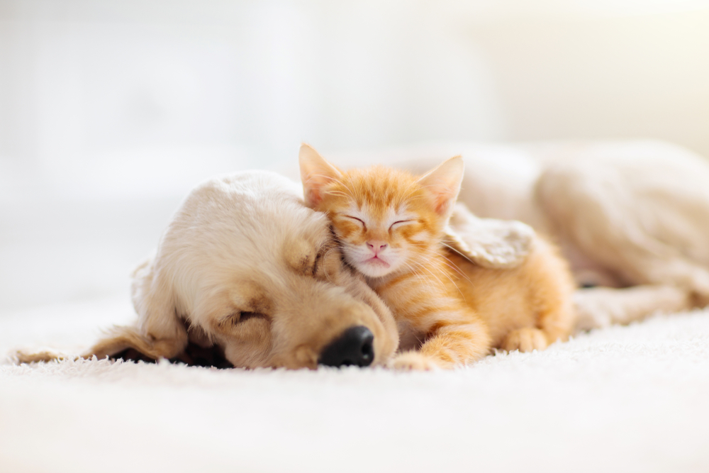 Hund und Katze: So werden sie Freunde