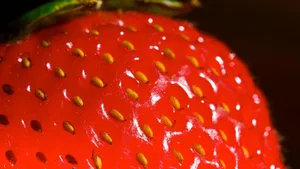 Manche Erdbeersorten werden nur rot und reif, wenn sie von Bienen bestäubt wurden.