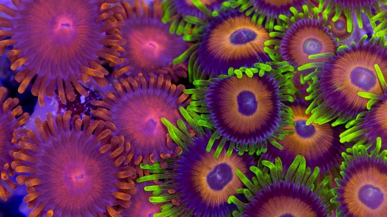 Zoantharia