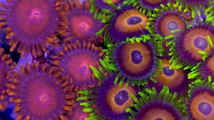 Krustenanemonen sind eine Ordnung der Blumentiere. Verteter der Gattung Palythoa produzieren das Gift Palytoxin und gehören zu den giftigsten Tieren der Welt. Nur das von Dinoflagellaten (Einzellern) hergestellte Maitotoxin hat eine noch niedrigere lethale Dosis. Wegen ihrer Schönheit sind Krustenanemonen dennoch bei Riffaquarianern sehr beliebt.