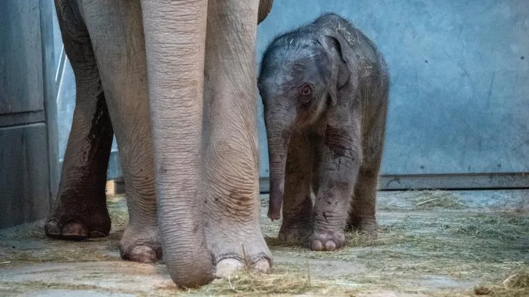 d932b481fc52c058a5ee4240be76f932df291609 Junger Elefant im Zoo Zürich mit Mutter Indi